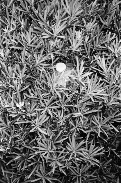 Foma Fomapan 400