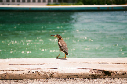 Fujicolor 100 — 35mm | 36 Exposures | Japan Import