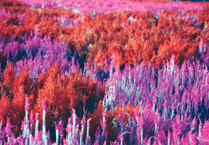 2021 LomoChrome Purple Pétillant 120 ISO 100–400