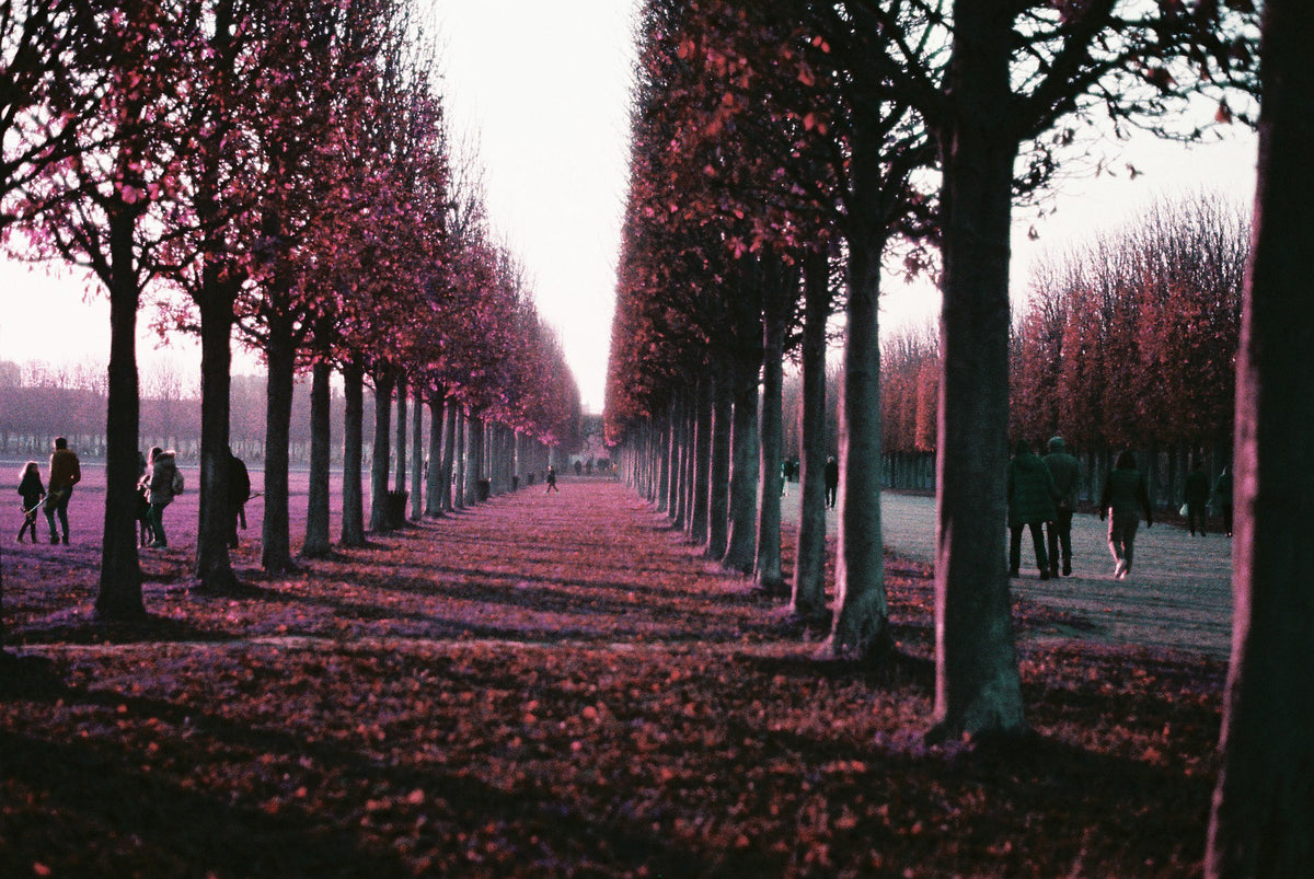 2021 LomoChrome Purple Pétillant 120 ISO 100–400