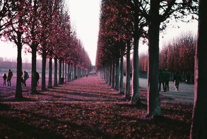 2021 LomoChrome Purple Pétillant 120 ISO 100–400