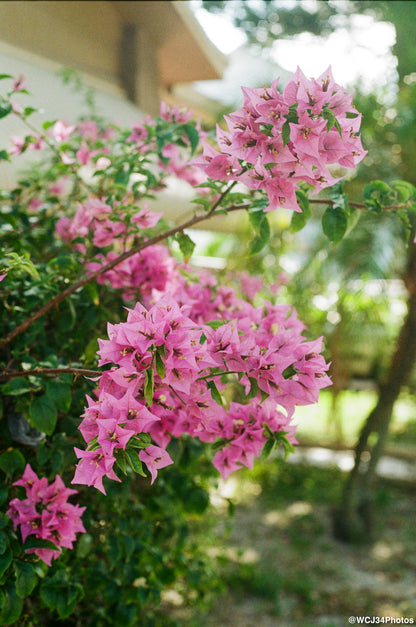 Kodak ColorPlus 200